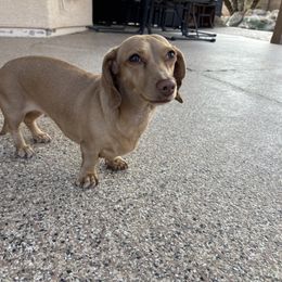 Dachshund puppies from Ruby Desert Doxies