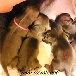 Princess Chocolate Diva - Chocolate and white female Chihuahua puppy in Santa Rosa Beach, Florida from Eva's Chihuahuas