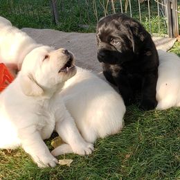 Labrador Retriever Puppies from Remington Labradors