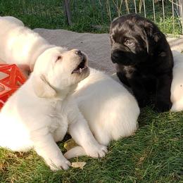 Labrador Retriever Puppies from Remington Labradors