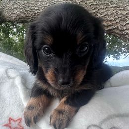 AKC female 1 - Black and tan female Dachshund puppy in De Soto County, Florida from Countridox Dachshunds