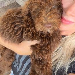 Reggie - Brown male Bernedoodle puppy in Olive Hill, Kentucky from Mountain Valley Bernedoodles