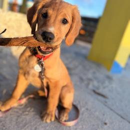 Golden Retriever Puppies from Heartwood Goldens