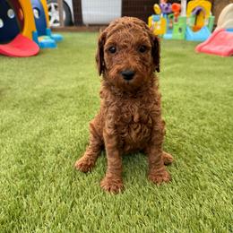 Maple - Red  female Poodle puppy in Mount Vernon, Illinois from AMC Poodles