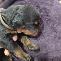 Grey boy - Black and mahogany male Rottweiler puppy in Salem, Oregon from C&C Royal Rottweilers