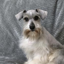 Phoenix - Miniature Schnauzer