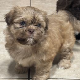 Shih Tzu Puppies from Staci Paysinger