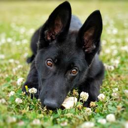 German Shepherd Puppies from Reign Land