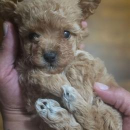 Brownie(AKC) - Brown female Poodle puppy in Lawton, Oklahoma from My Precious Toy Poodles