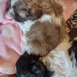 Shih Tzus from Shih Tzu of Southwest Va