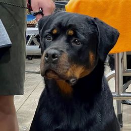 Aubri - Rottweiler