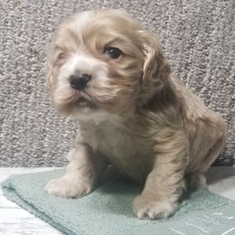 Winston - Buff and white male Cocker Spaniel puppy in Byram, Mississippi from Chloe's Cocker Spaniels
