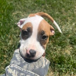 Jasmine - Red sable female American Pit Bull Terrier puppy in Frederick, Maryland from •Wyngate Pits•