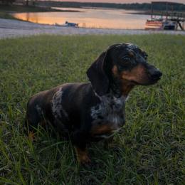 Hazel - Dachshund