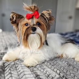 Nova - Yorkshire Terrier