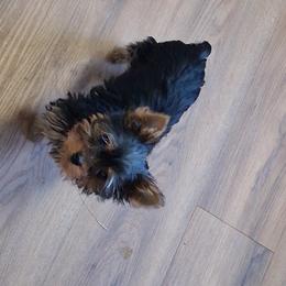 Yorkshire Terrier Puppies from Charlene's Yorkshire Terriers