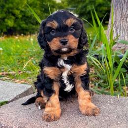 Java - Black and tan male Cavapoo puppy in Salt Lake City, Utah from SunnySide Mini Doodles