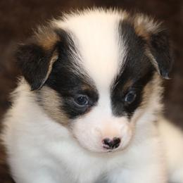 Black Tri Mismarked Boy - Black and tan male American Corgi puppy in Clovis, New Mexico from Sweet & Salty Cowdogs