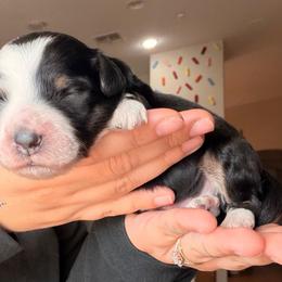 Benny (Yellow) - Tri-color male Bernedoodle puppy in Peoria, Arizona from Wroth's Paws