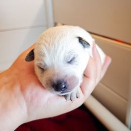 Nicodemus (ASDR) - Blue speckled male Australian Cattle Dog puppy in Marana, Arizona from Impact 3rd Australian Cattle Dogs