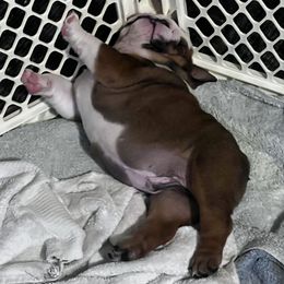Bulldog Puppies from K&D Bulldogs