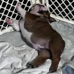 Bulldog Puppies from K&D Bulldogs