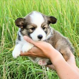 Hail - Red male Pembroke Welsh Corgi puppy in Poteau, Oklahoma from Half-Pint Corgis