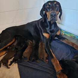 Doberman Pinscher puppies from Saxbell Dobermans