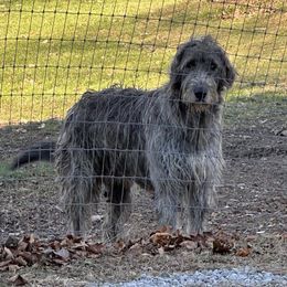 Bruce - Irish Wolfhound