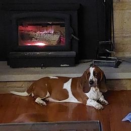 Roxie - Basset Hound