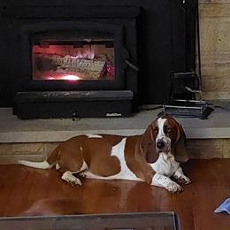 Roxie - Basset Hound
