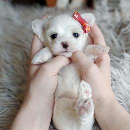 Companion Cross, Havanese, Mal-Shi, Maltese, Maltipoo, Morkie, and Shih Tzu Puppies from Seeking Shalom Acres Maltese, Maltipoos & Havamalts