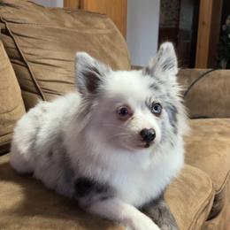 Pomeranian puppies from Hughes Springs Tx Poms