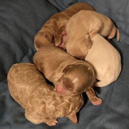 Goldendoodles from Mountain Green Minis