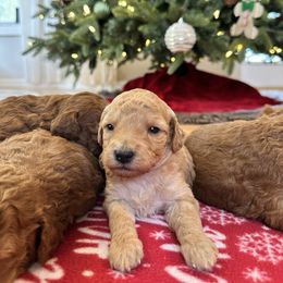 Female 3 - Apricot female Goldendoodle puppy in Brooksville, Florida from Kruger Doodles