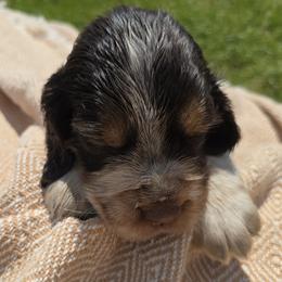 Aspen - Liver and white female English Springer Spaniel puppy in Hephzibah, Georgia from Sidel's Springers