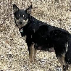 Lapponian Herders from Onnellinen Kennels Lapponian Herders