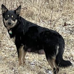 Lapponian Herders from Onnellinen Kennels Lapponian Herders