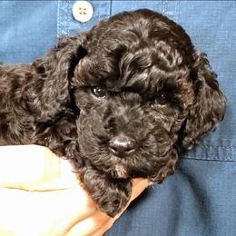 Flash - Toy Poodle raised in home - Black male Poodle puppy in Falcon, Missouri from Cedar House Heritage Poodles | AKC Toy & Miniature Poodle Puppies Raised in Home