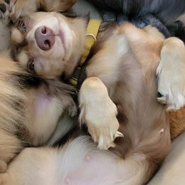 Dachshunds from Dippy Girl Doxies