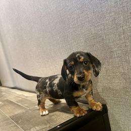 Pepper - Black and tan female Dachshund puppy in Nederland, Texas from M & M Pups