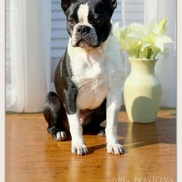 Sunkist - Boston Terrier