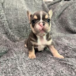 Eleanor - Blue female French Bulldog puppy in New Berlin, Wisconsin from Smooshy Puppers