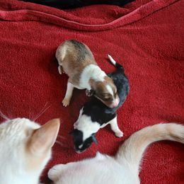 Temporary Hold Lad - Sable and white male Collie puppy in St Stephens, Wyoming from Desert Kennels