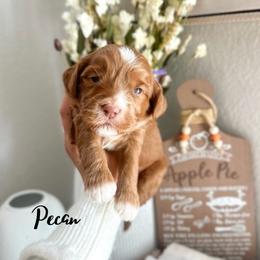Pecan - Caramel female Australian Labradoodle puppy in Palmdale, California from Heavenly Doodles