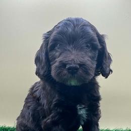 Rabbit - Chocolate male Goldendoodle puppy in Hendersonville, North Carolina from Kim's Cove