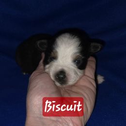 Biscuit - Black tri male Toy Australian Shepherd puppy in Forney, Texas from Texas Talent Toy Aussie's