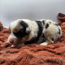 Bmf - Blue merle female Australian Shepherd puppy in Jameson, Missouri from Sky Creek