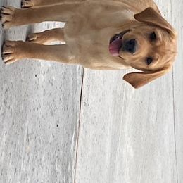 Labrador Retriever Puppies from Tamerlane Labradors