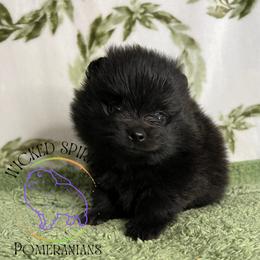 HOLD AKC SNAP - Black male Pomeranian puppy in Watkins Glen, New York from Wicked Spirits Pomeranians